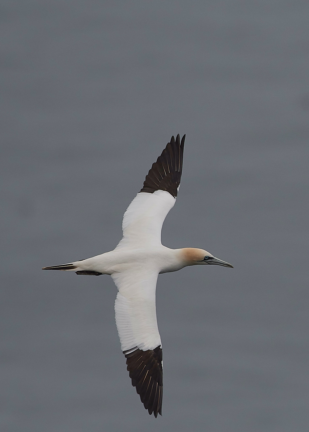 GannetBempton020618-16