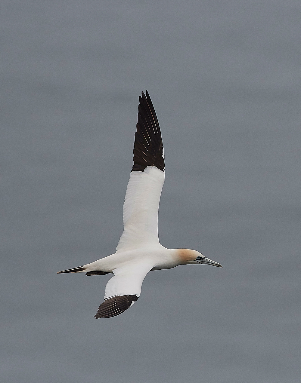 GannetBempton020618-17