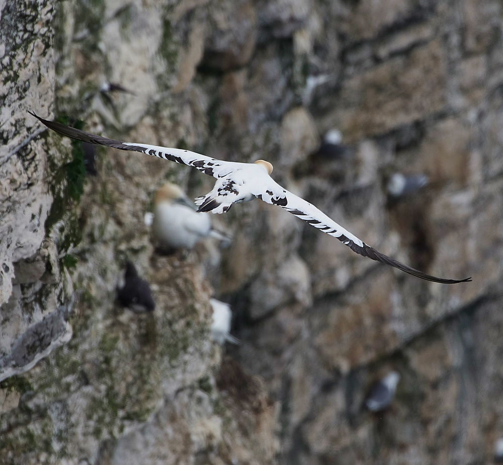 GannetBempton020618-18