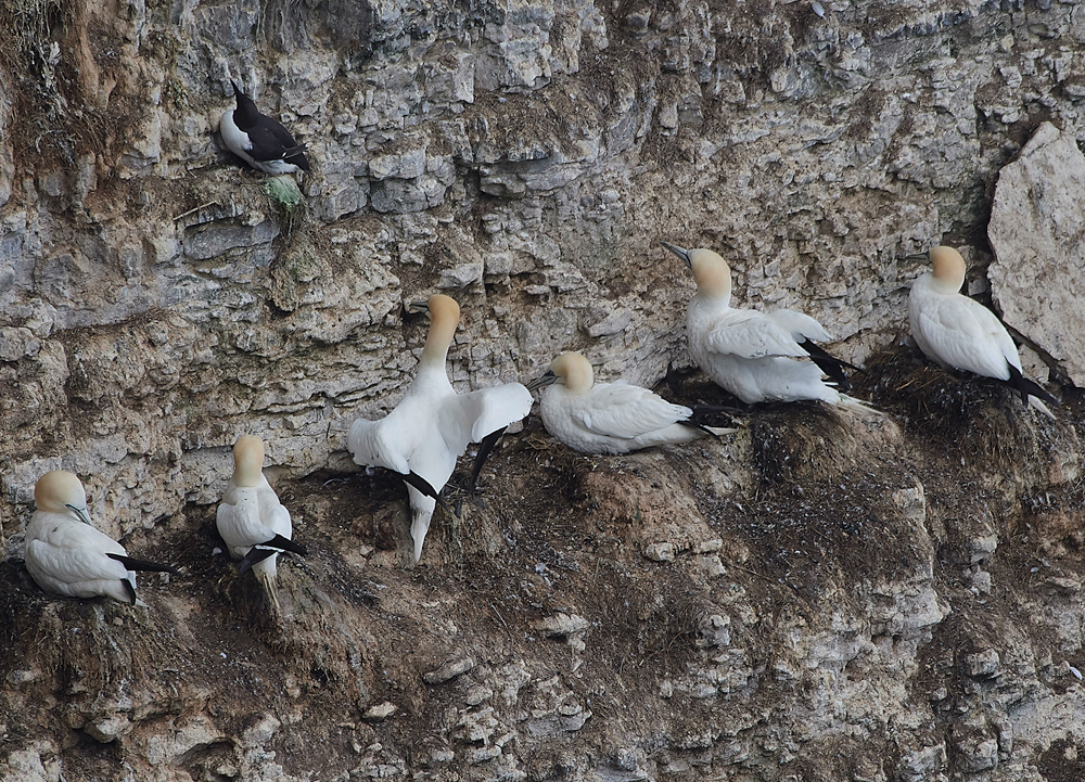 GannetBempton020618-2