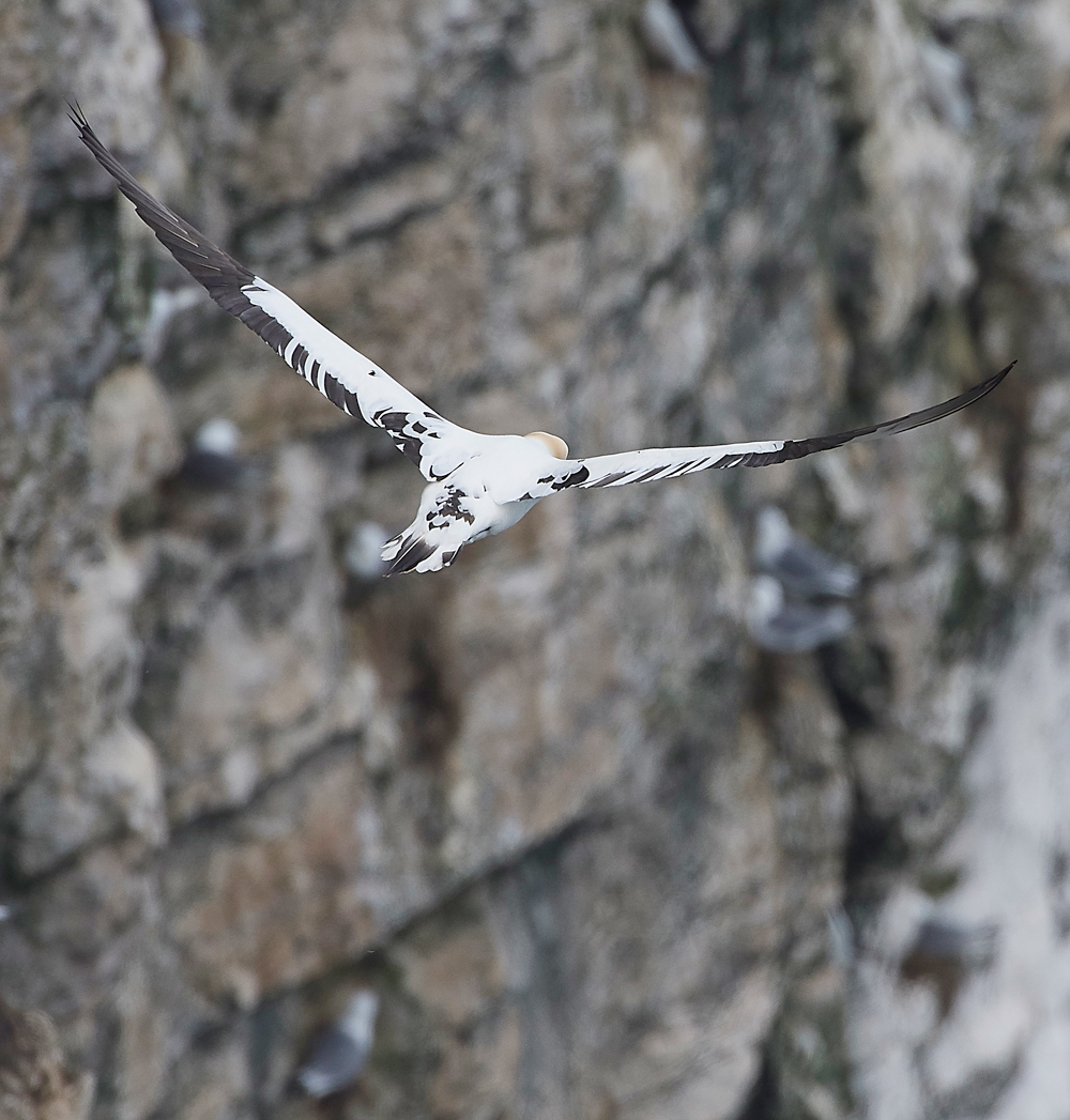 GannetBempton020618-20