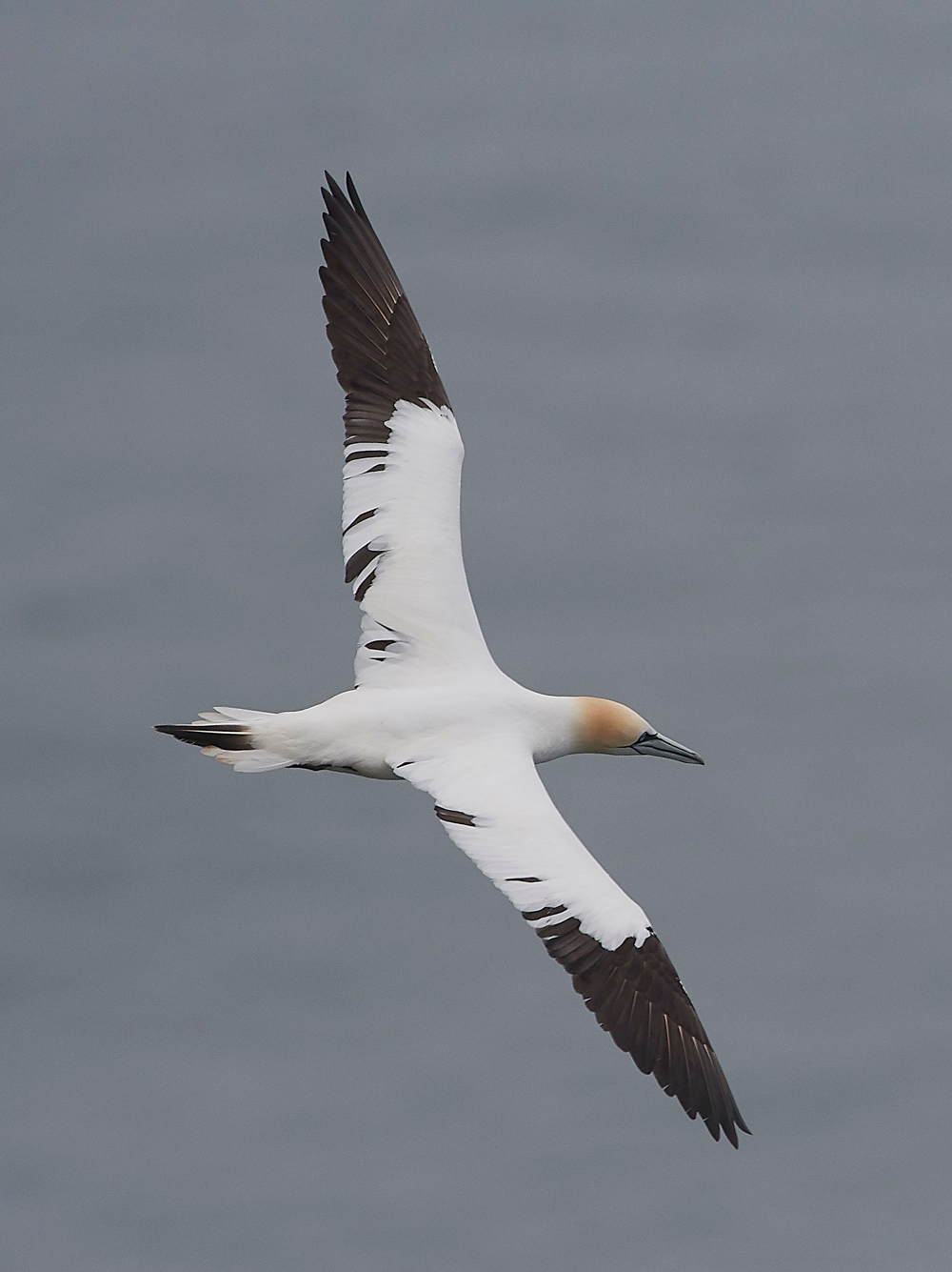 GannetBempton020618-21