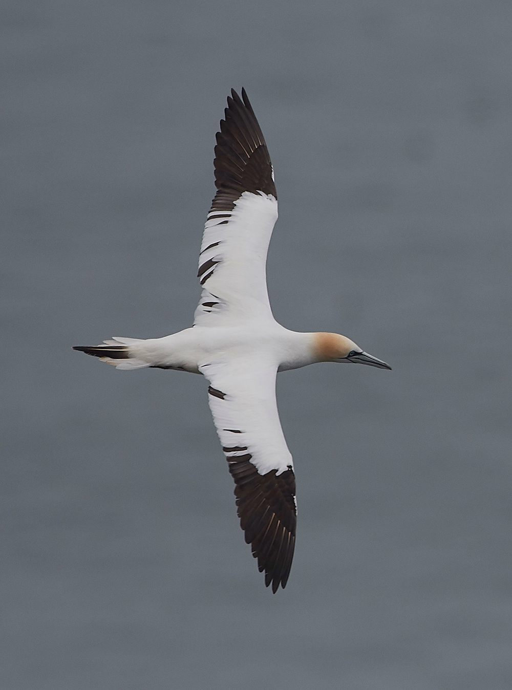 GannetBempton020618-22