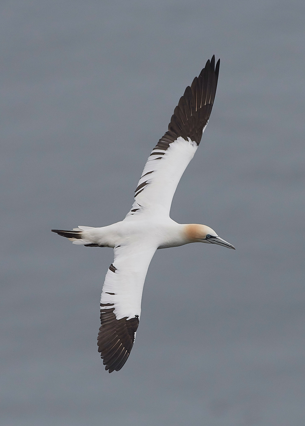 GannetBempton020618-23