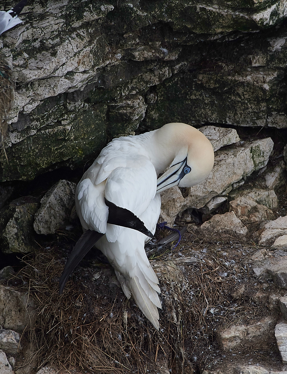 GannetBempton020618-24
