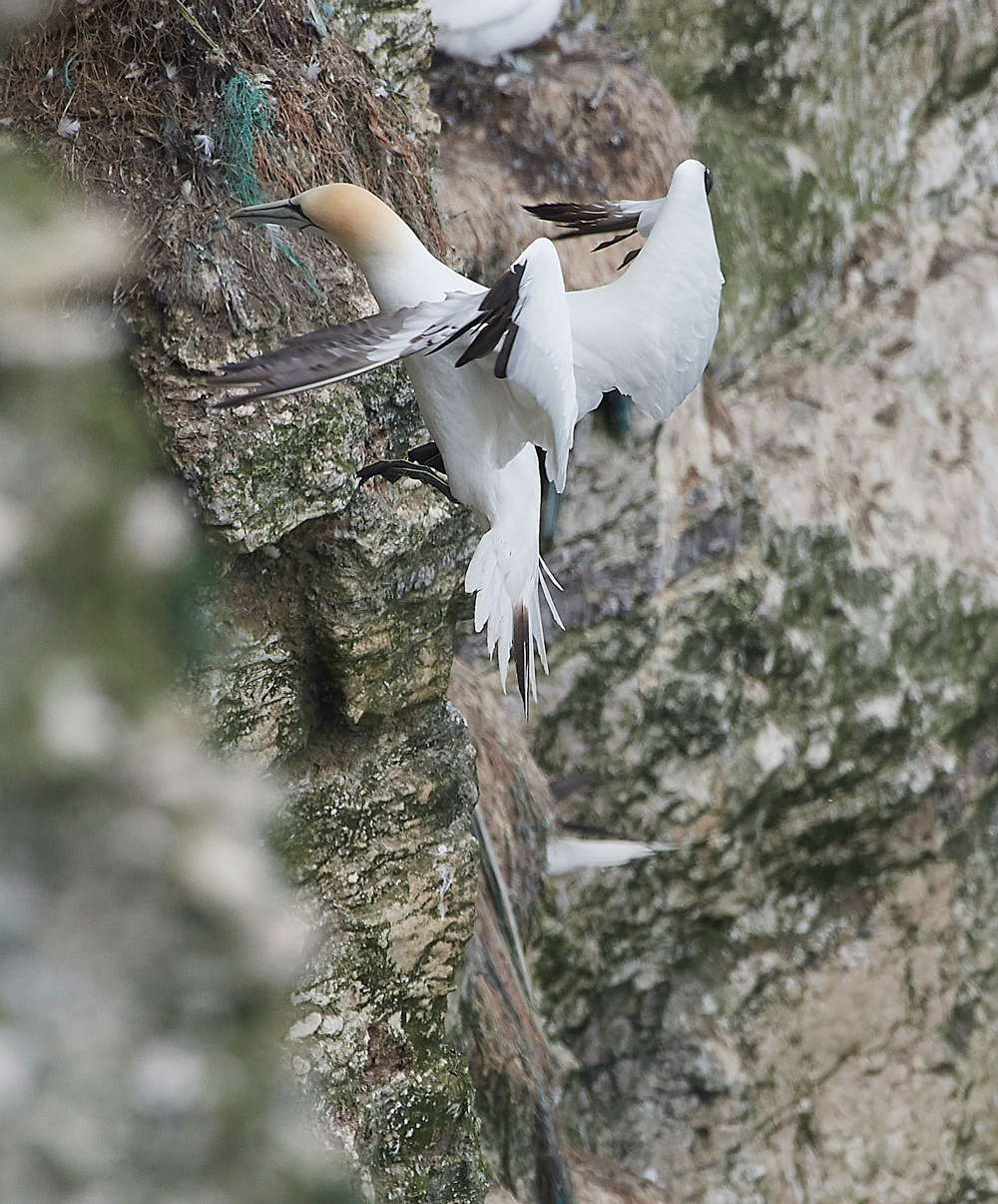 GannetBempton020618-25