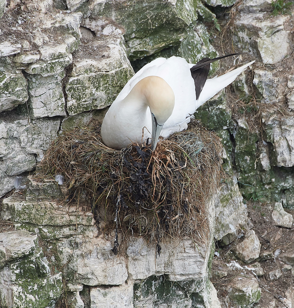 GannetBempton020618-26