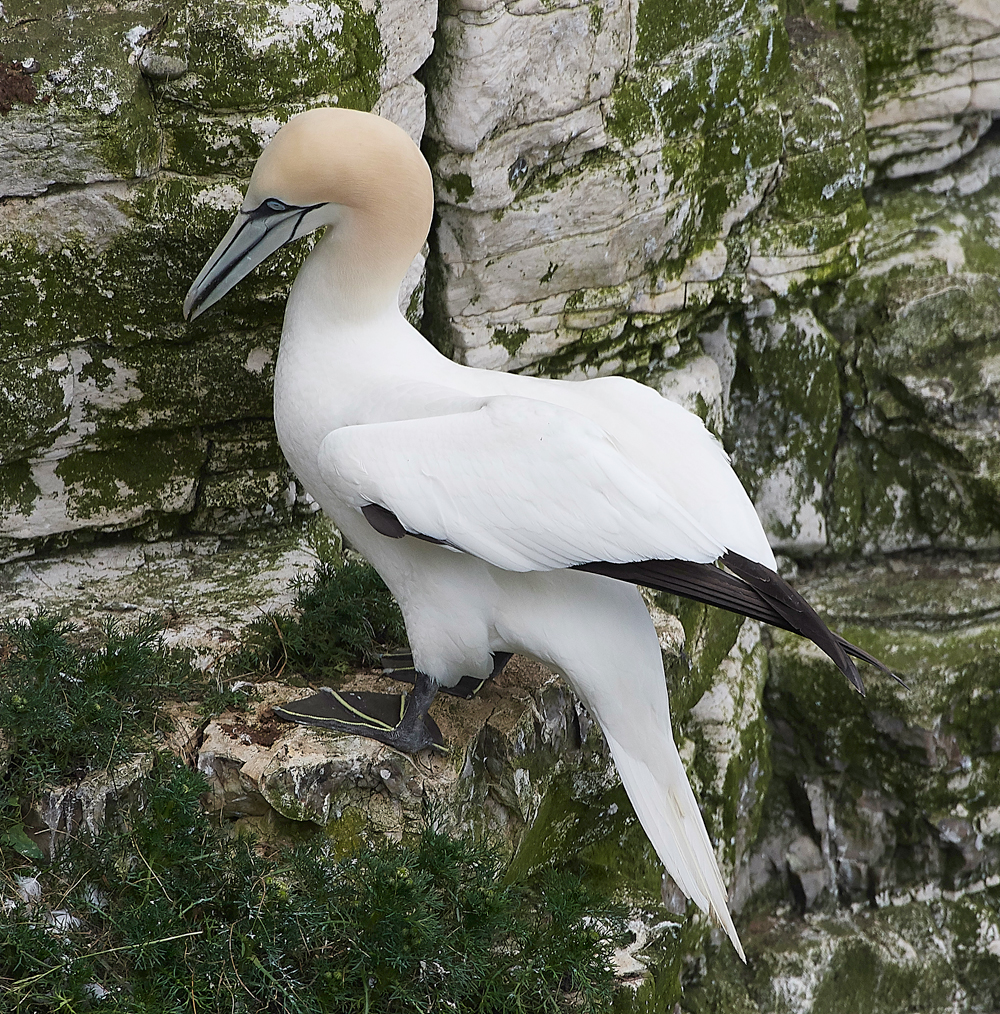 GannetBempton020618-27