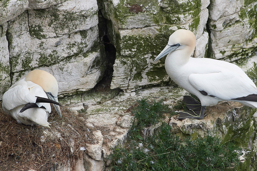 GannetBempton020618-28