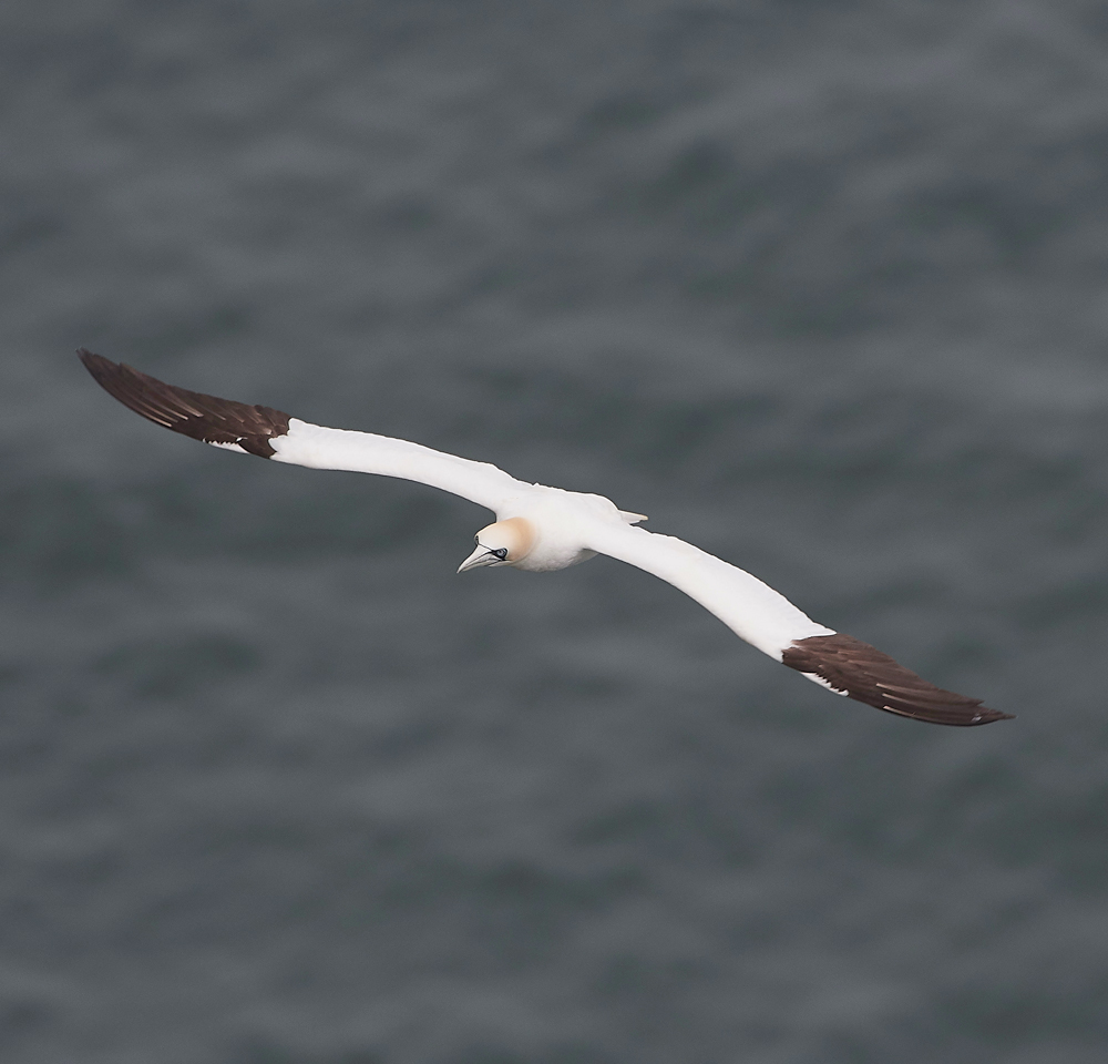 GannetBempton020618-3