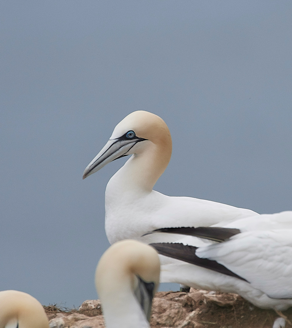 GannetBempton020618-30