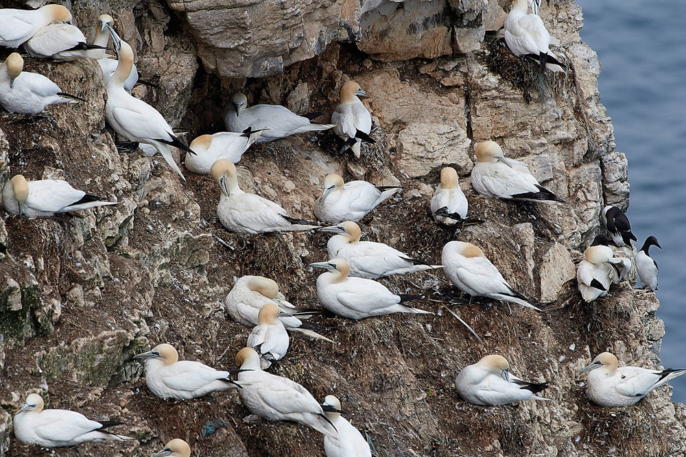 GannetBempton020618-31