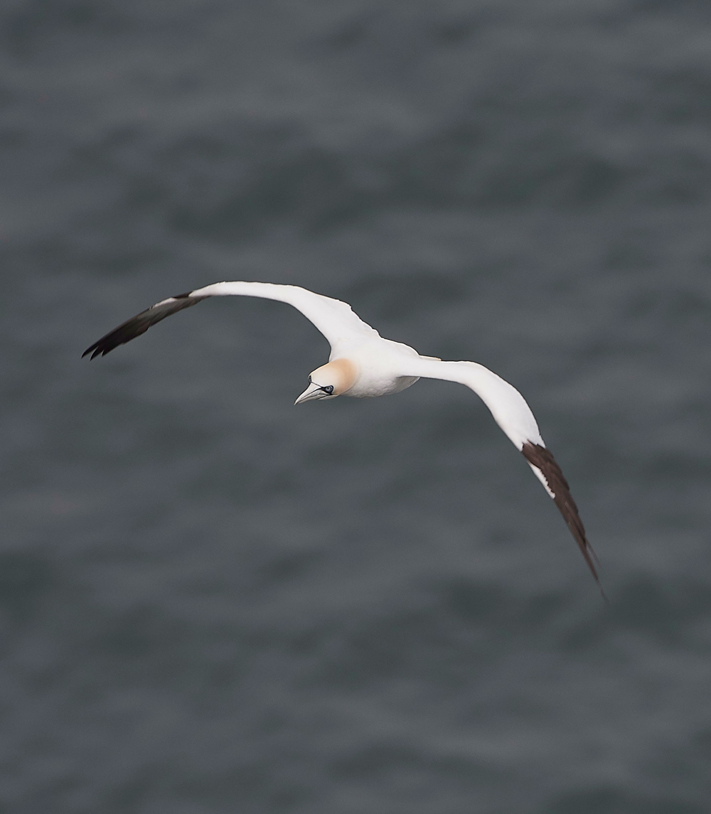 GannetBempton020618-4