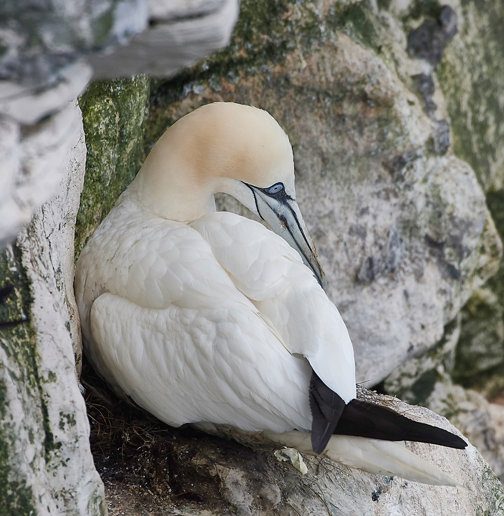 GannetBempton020618-5