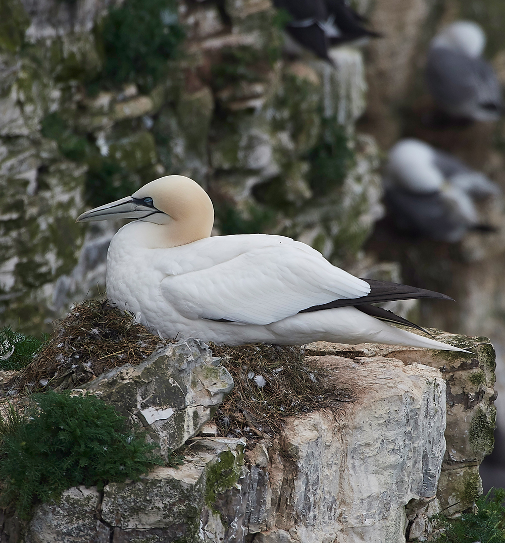 GannetBempton020618-6