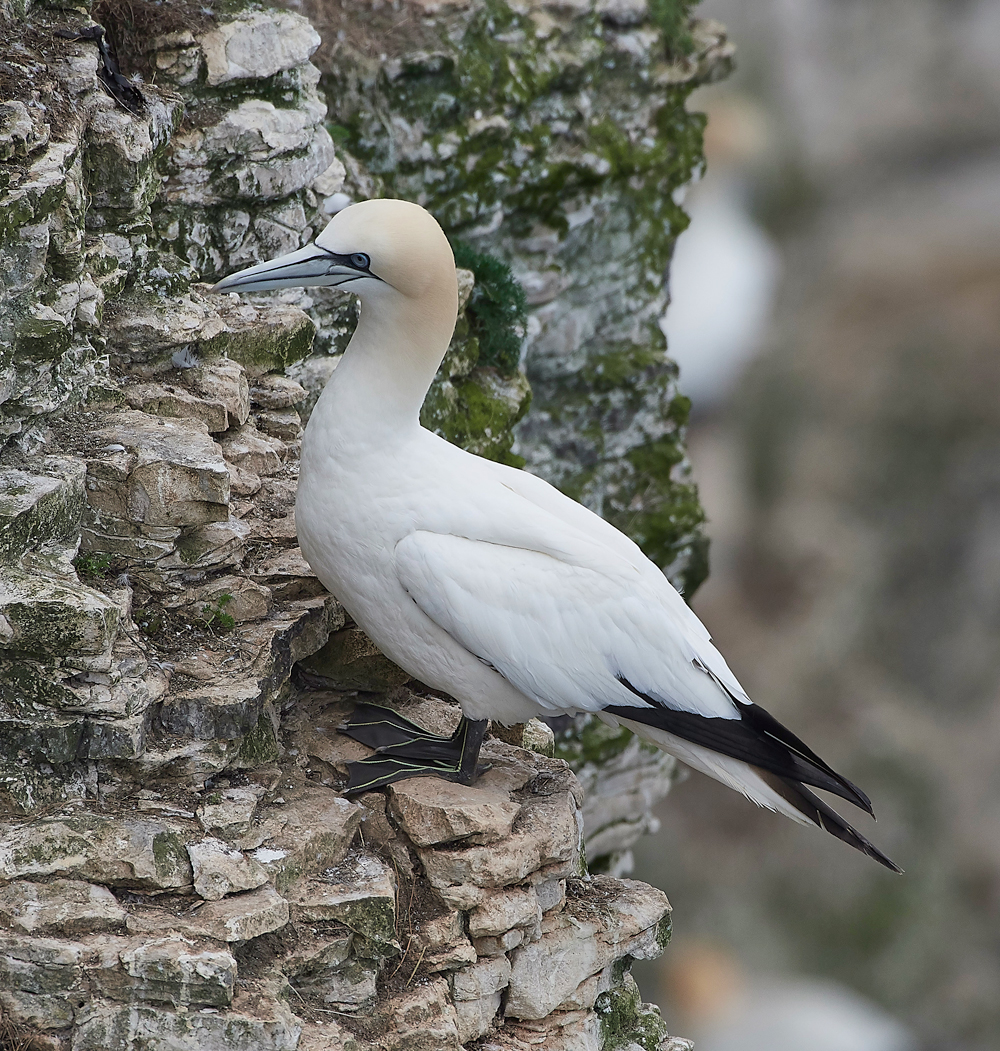 GannetBempton020618-7
