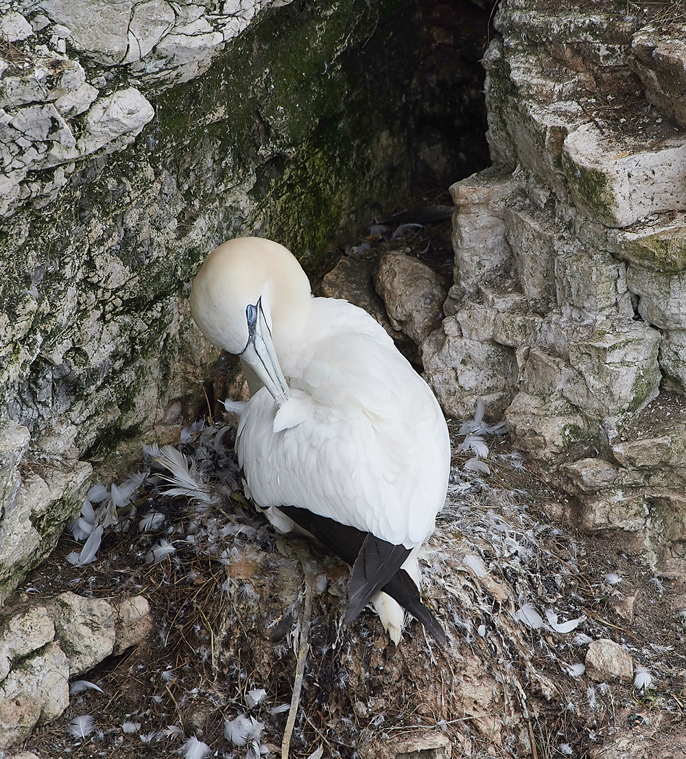 GannetBempton020618-8