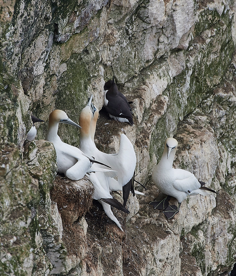 GannetBempton020618-9