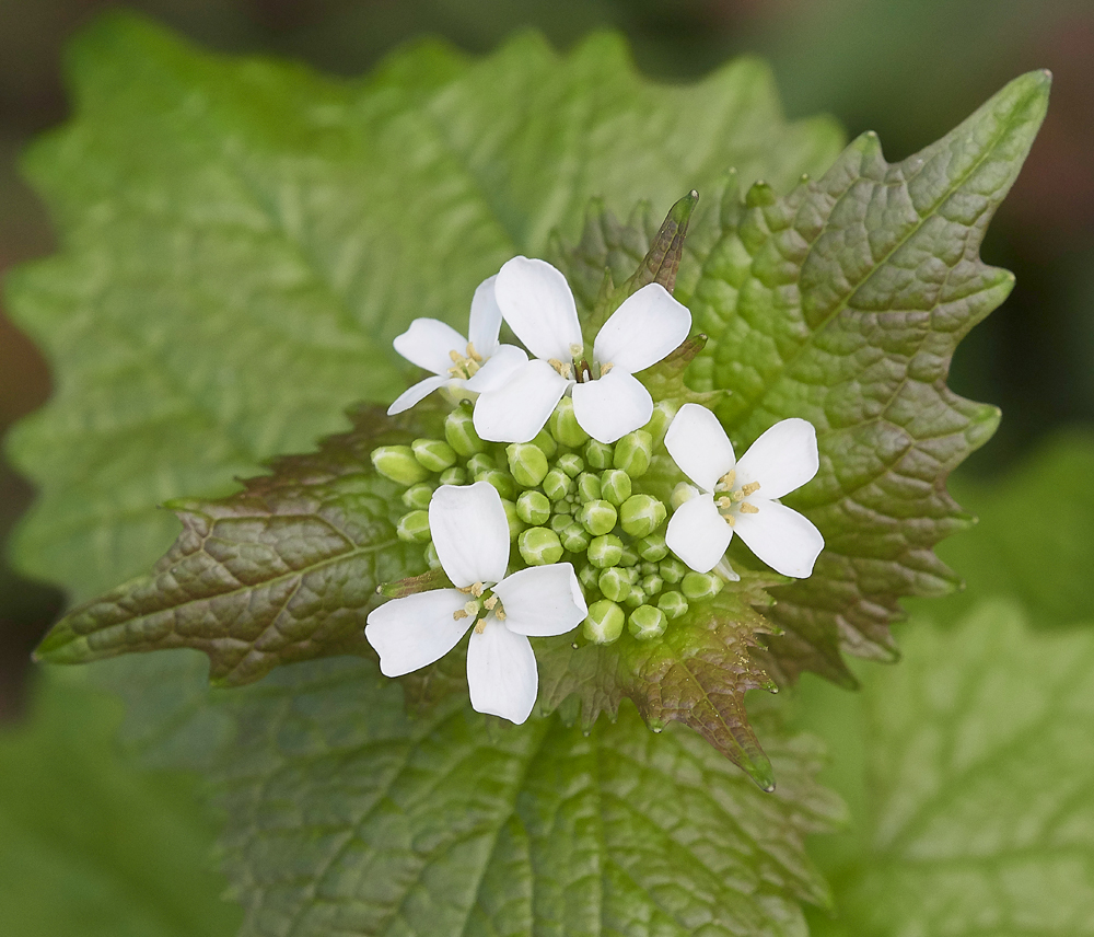 GarlicMustard010518-1