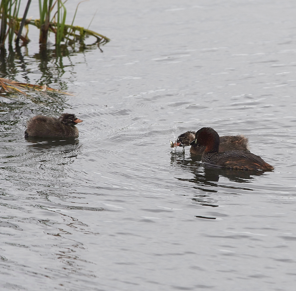 GibraltarPointLittleGrebe150818-4
