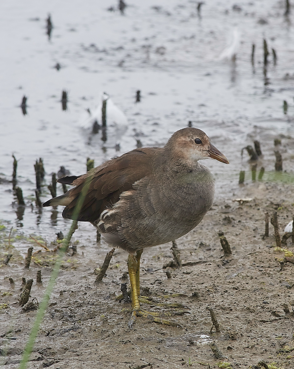 GibraltarPointMoorhen150818-2