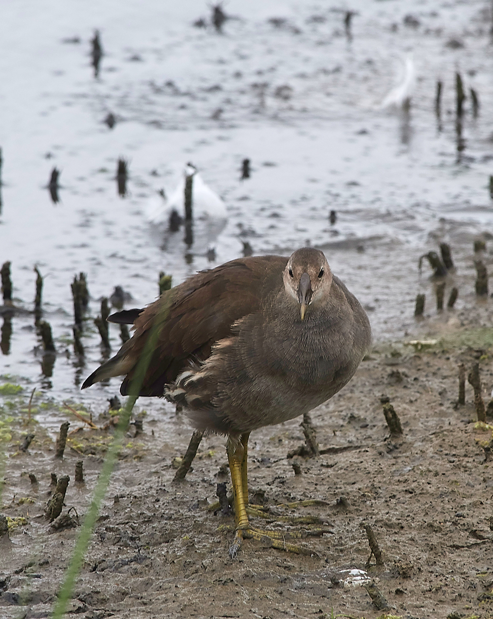 GibraltarPointMoorhen150818-3