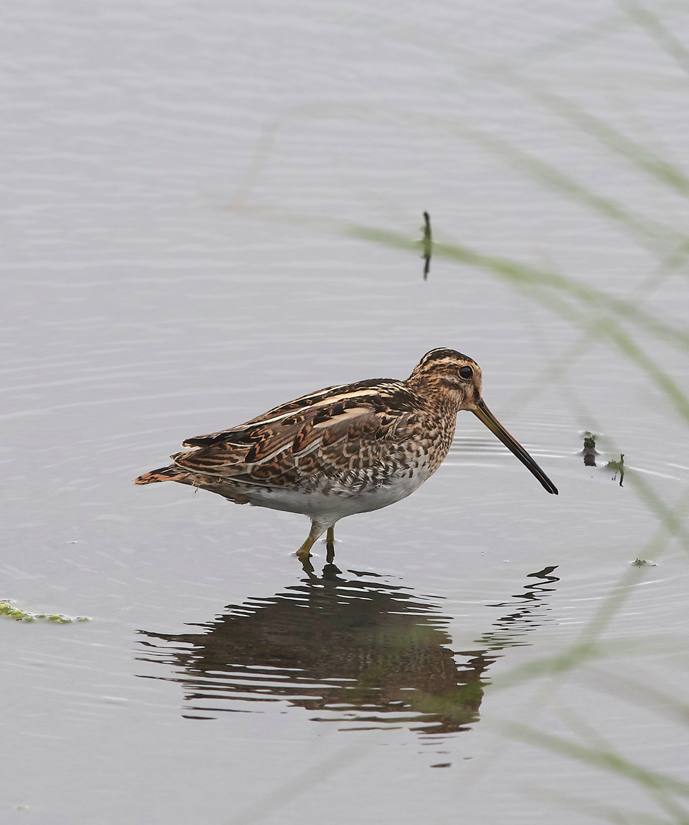 GibraltarPointSnipe150818-1