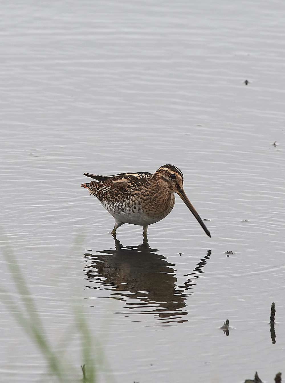 GibraltarPointSnipe150818-2