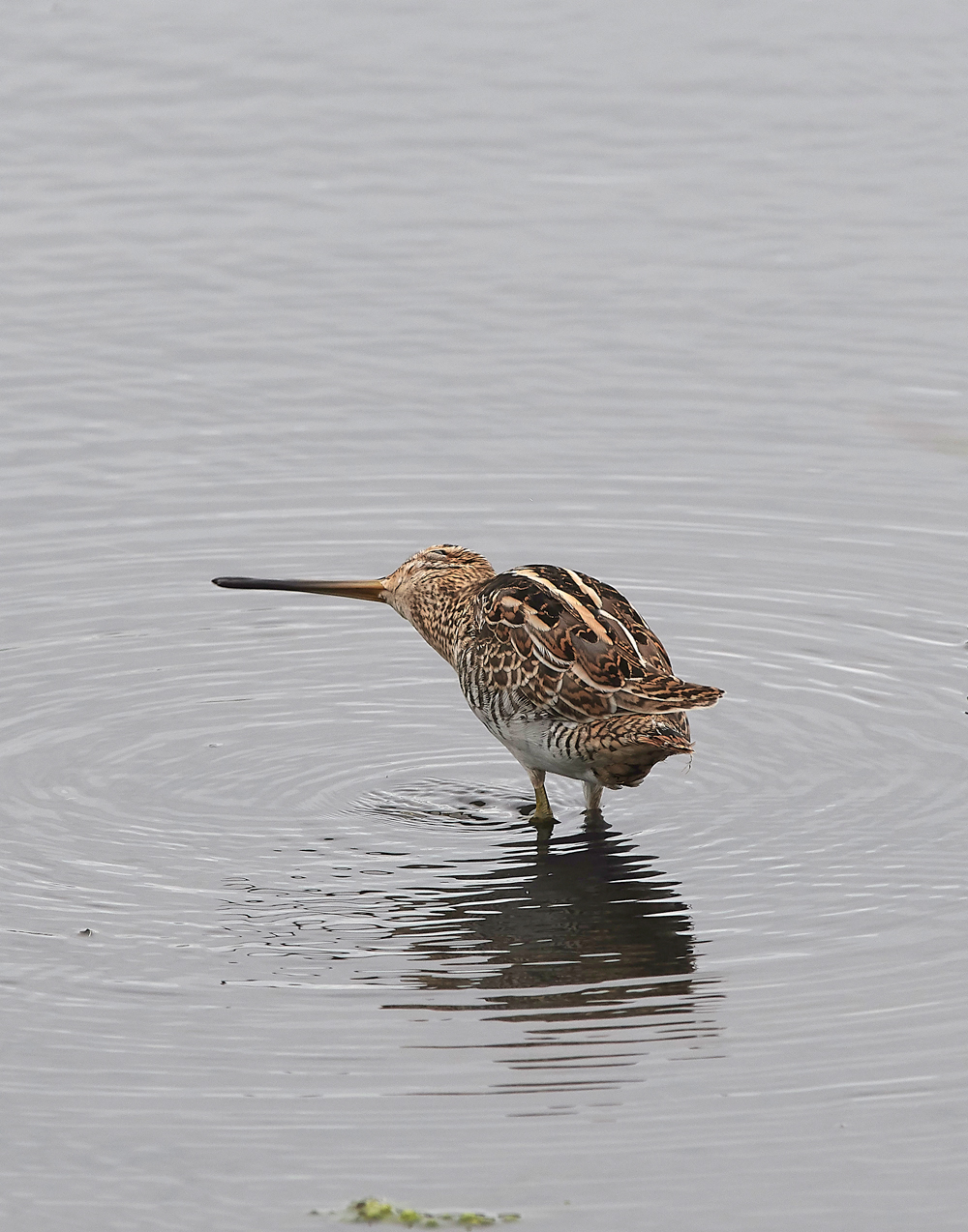 GibraltarPointSnipe150818-4