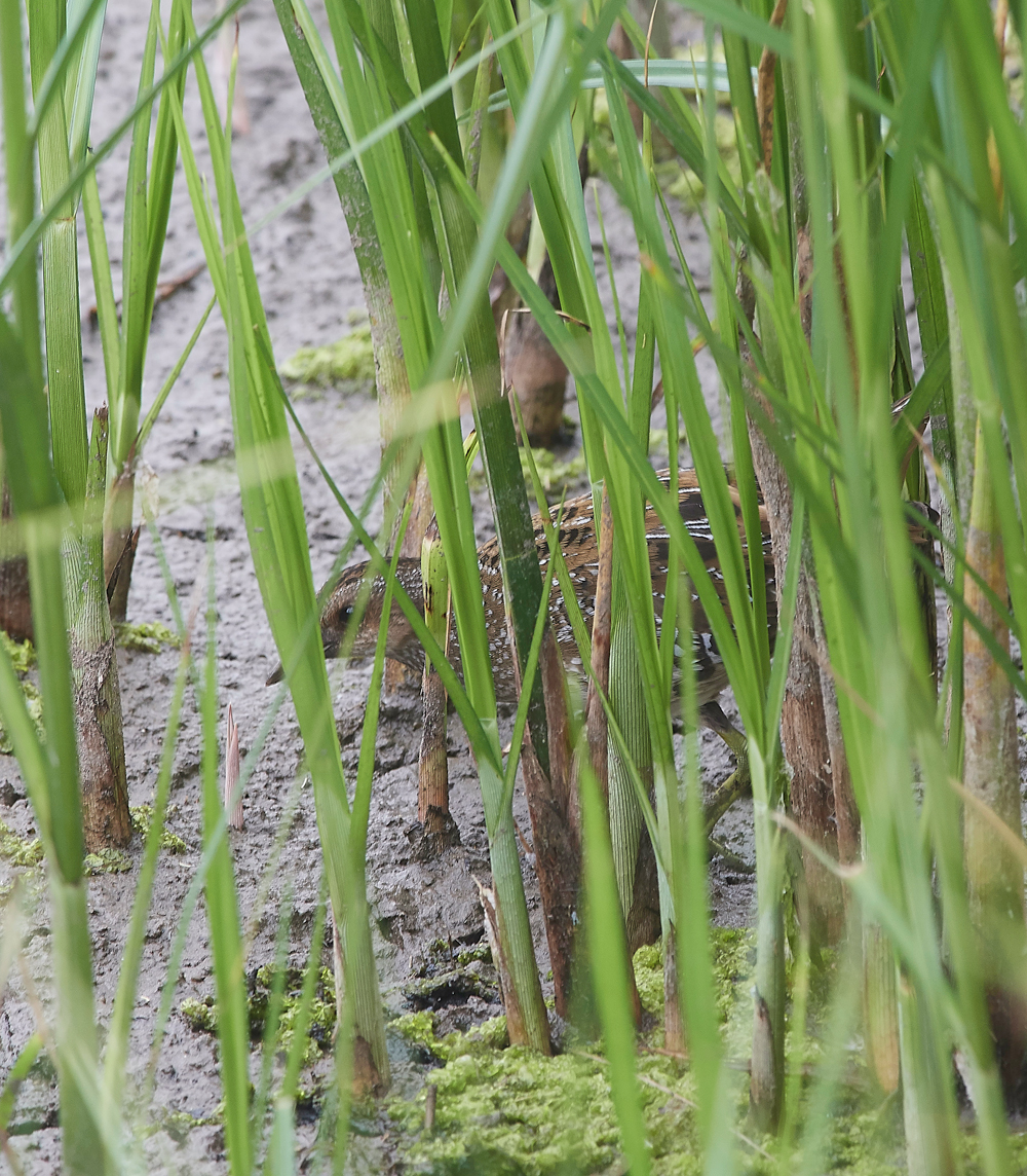 GibraltarPointSpottedCrake150818-1