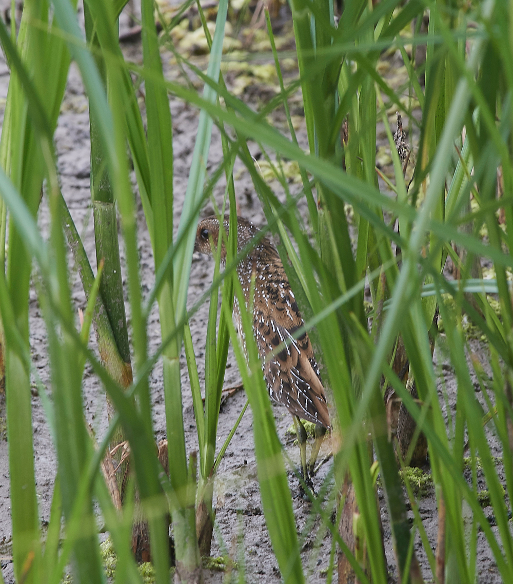 GibraltarPointSpottedCrake150818-2
