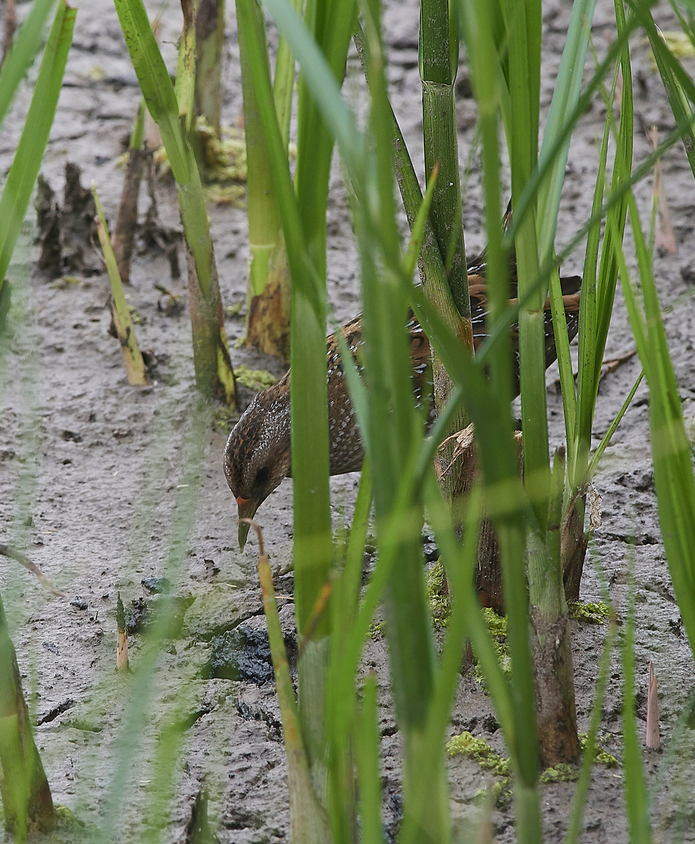 GibraltarPointSpottedCrake150818-3