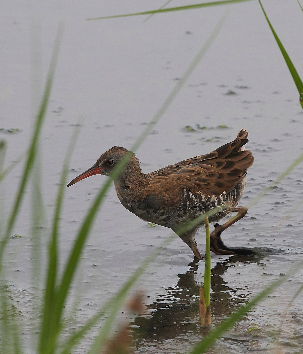 GibraltarPointWaterRail150818-1