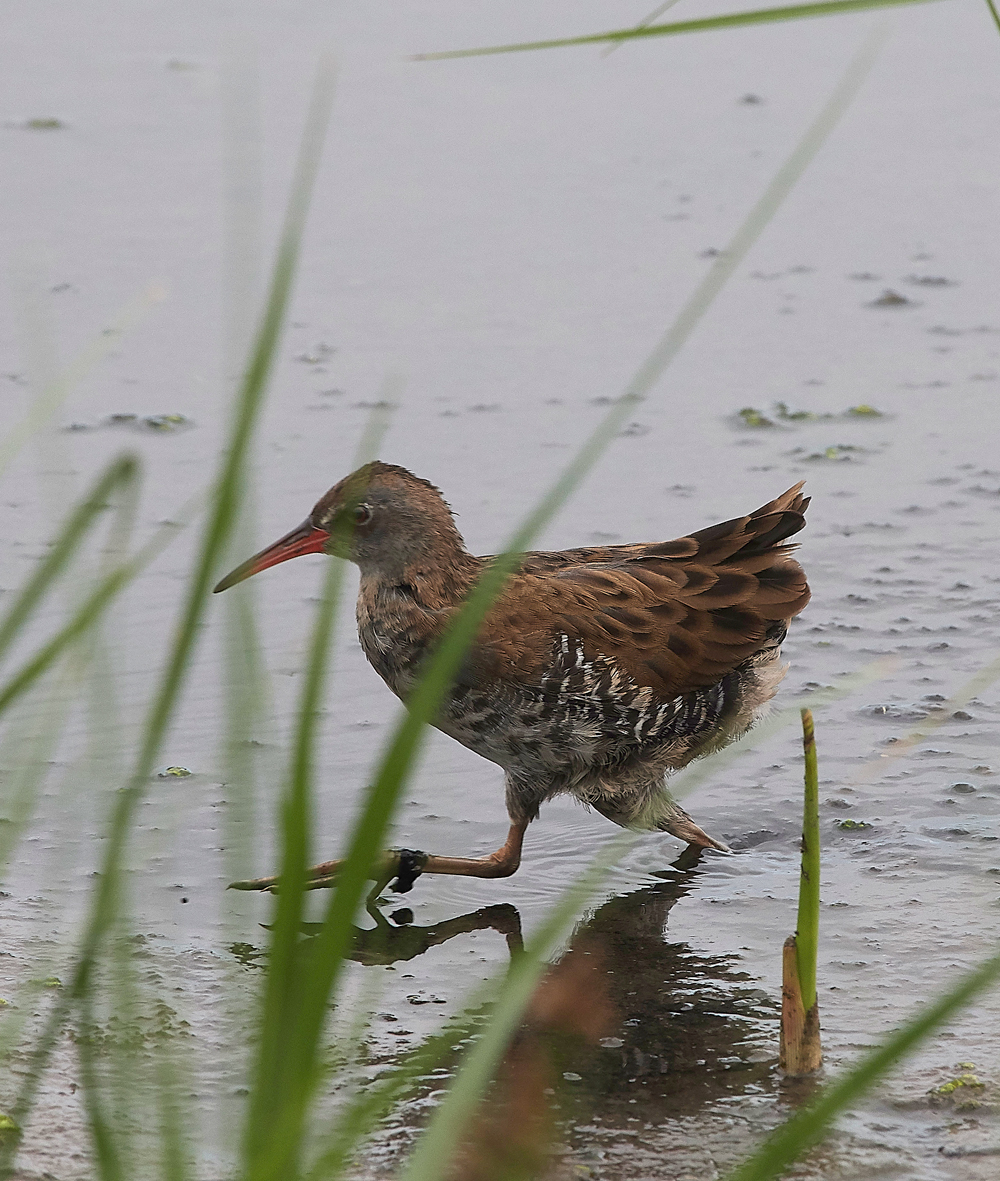 GibraltarPointWaterRail150818-2