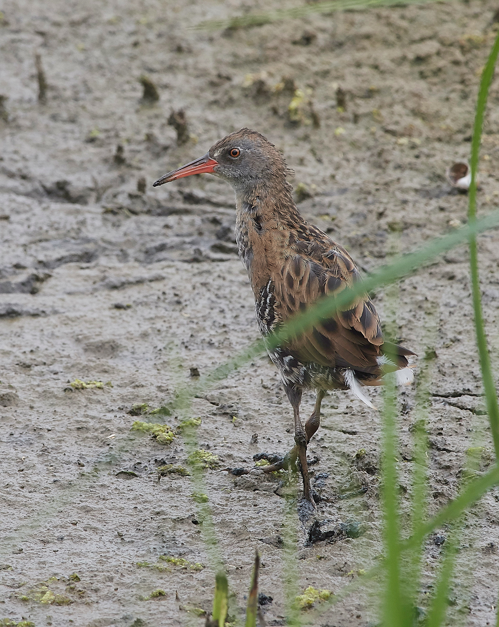 GibraltarPointWaterRail150818-3