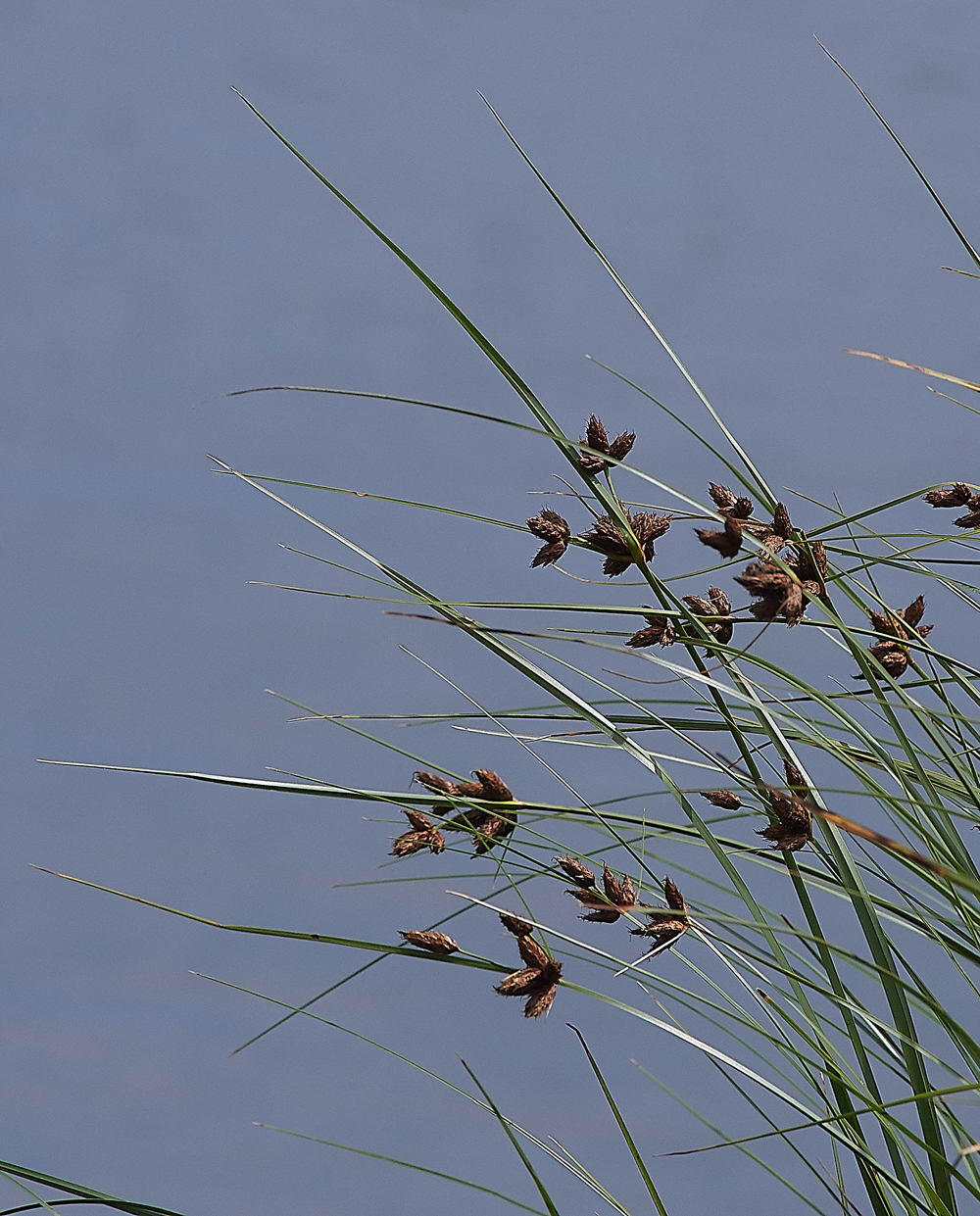 GibraltatrPointSedge150818-1