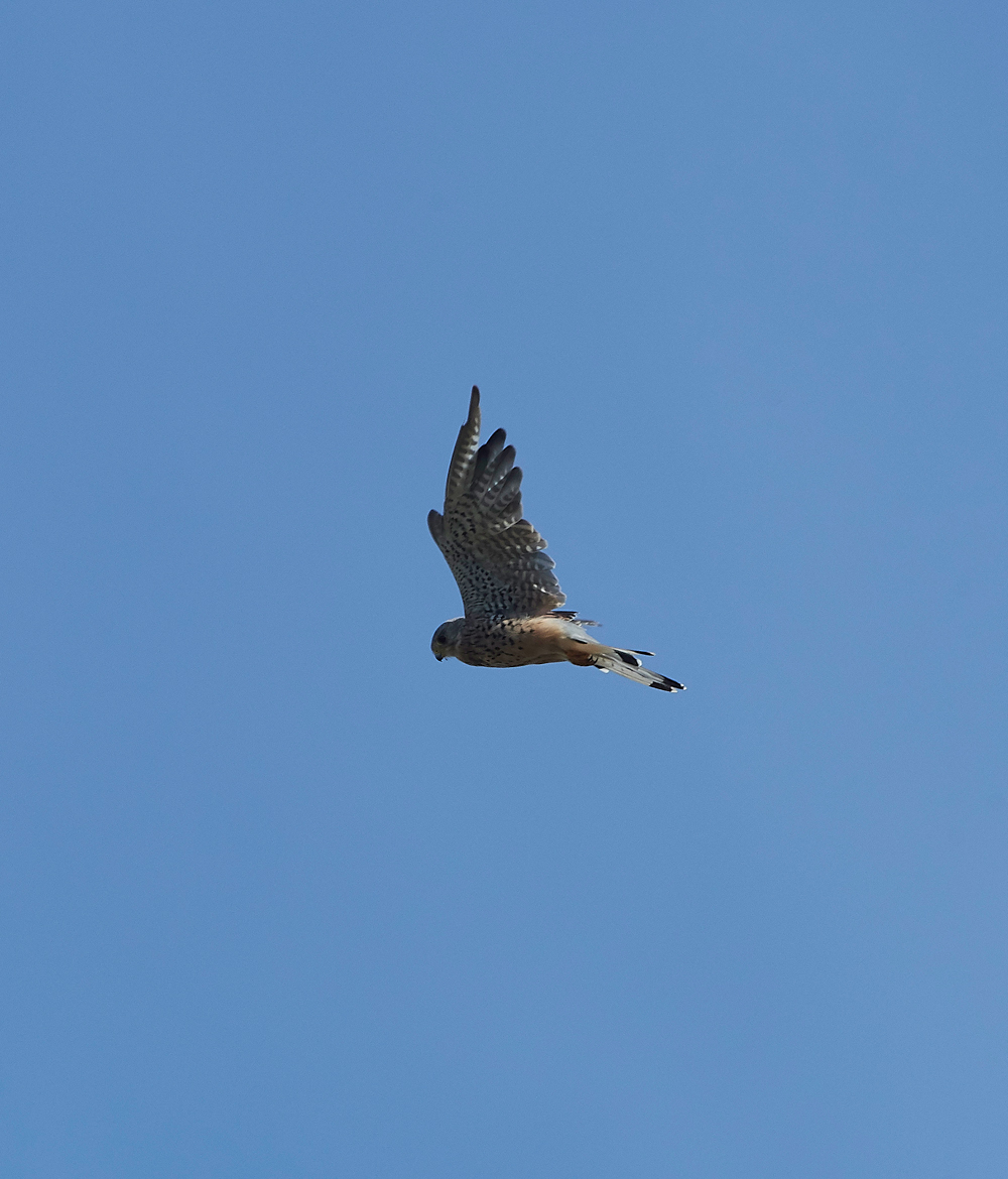 GramboroughHillKestrel170818-1