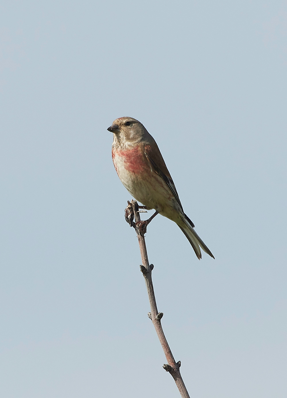 GramboroughHillLinnet080718-1