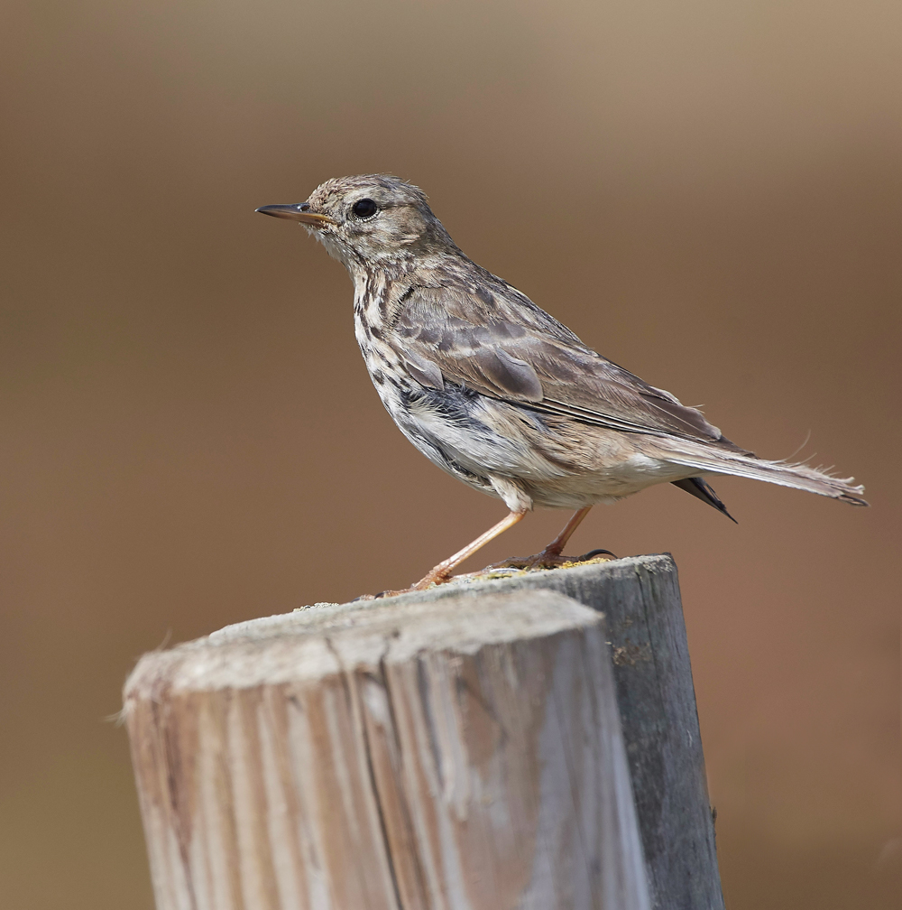 GramboroughHillMeadowPipit080818-1