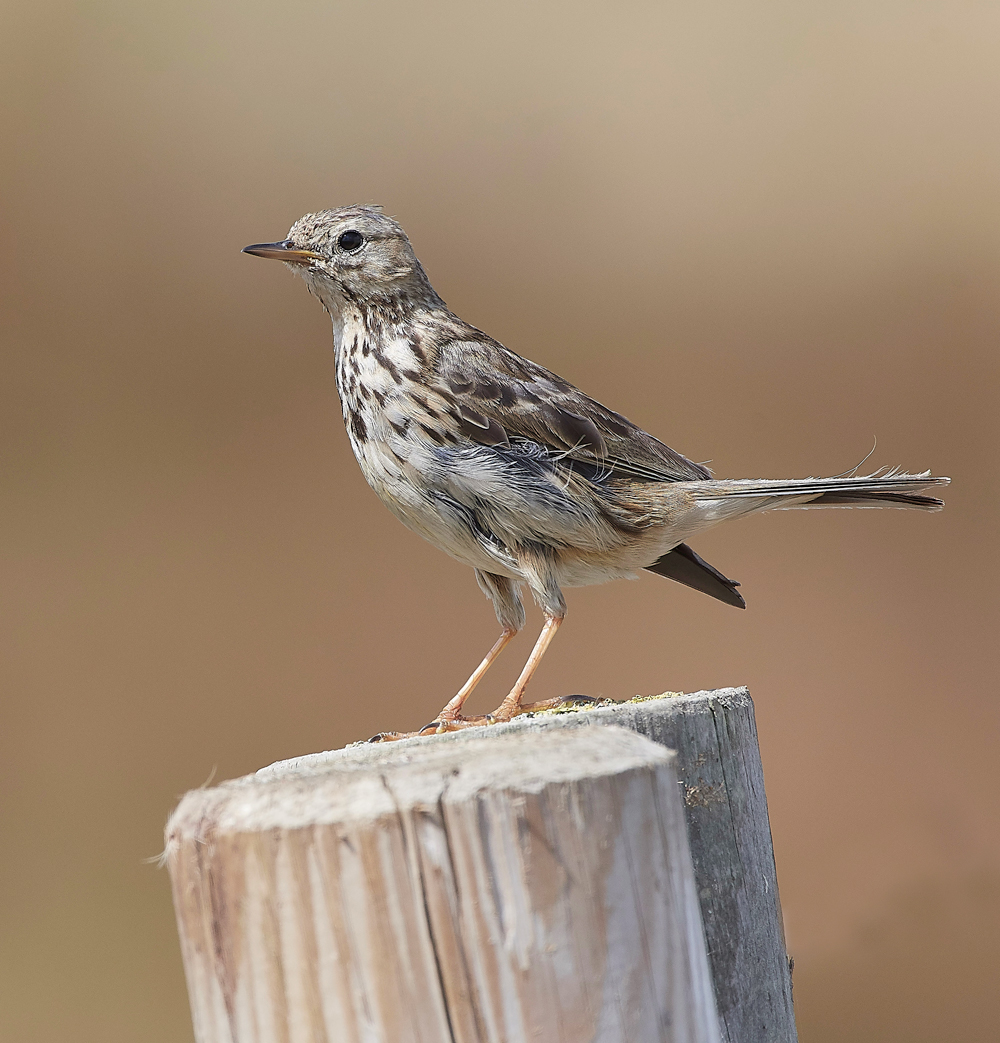 GramboroughHillMeadowPipit080818-2
