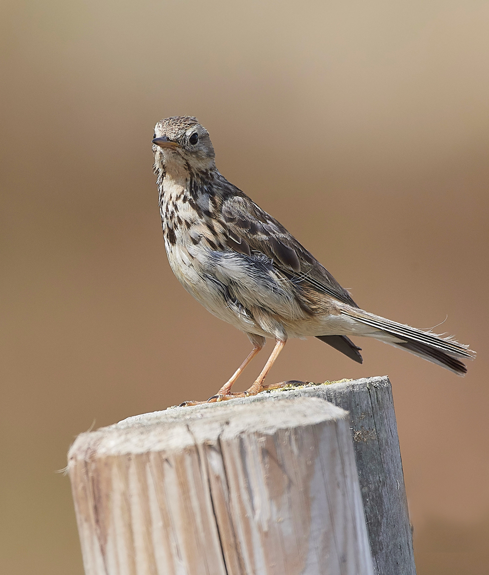 GramboroughHillMeadowPipit080818-3