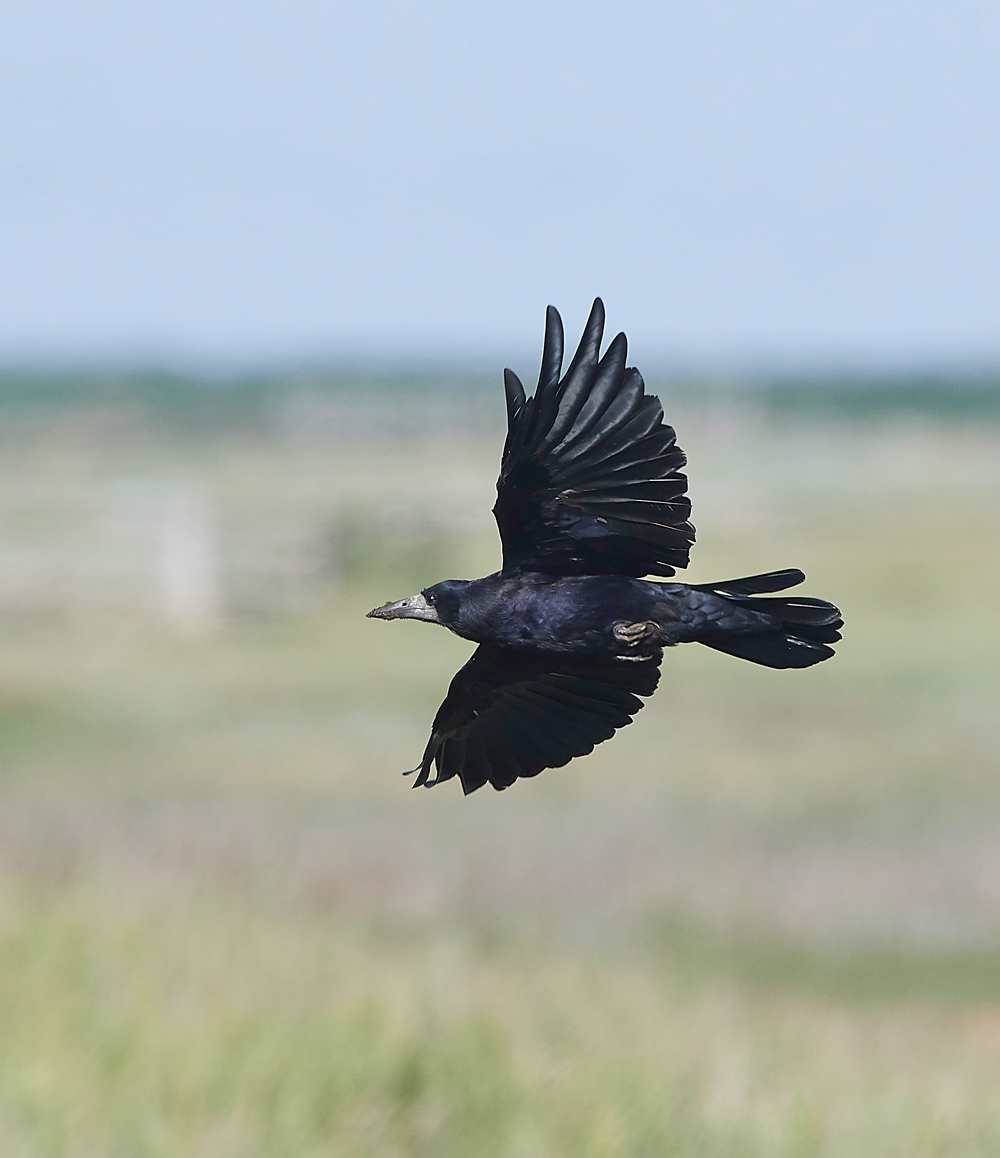 GramboroughHillRook170818-2