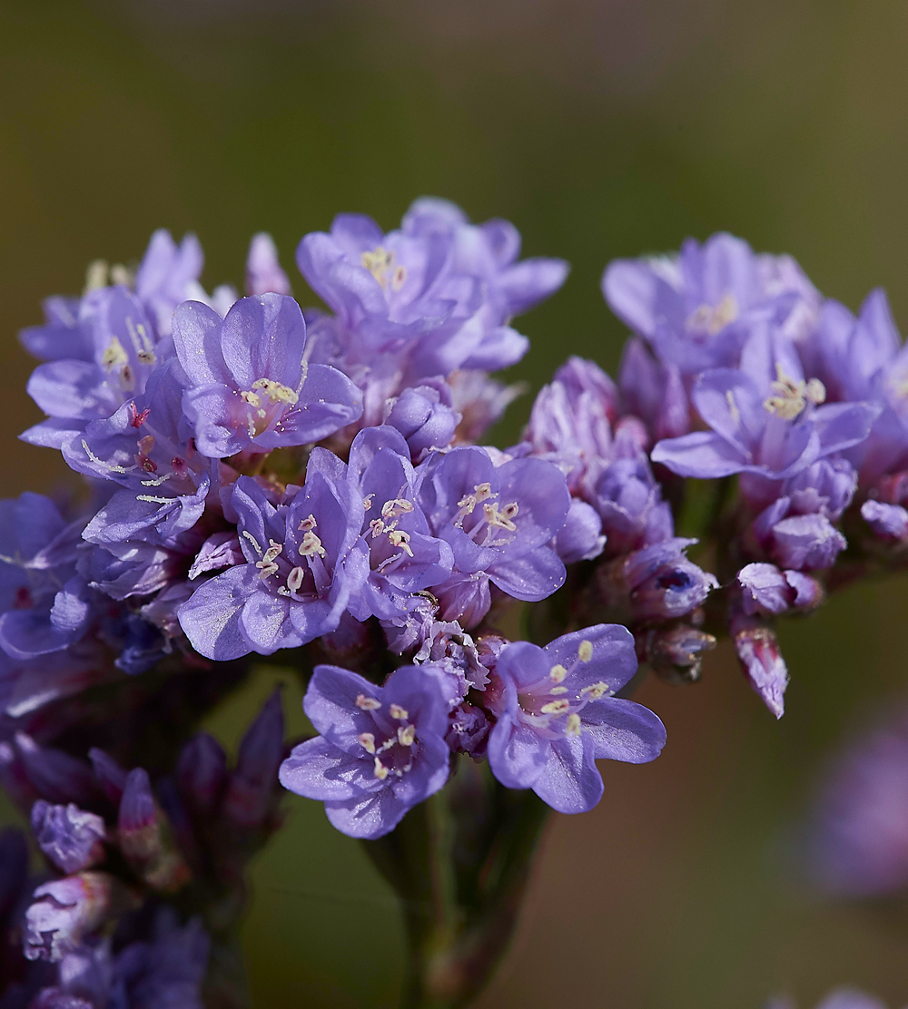 GramboroughHillSeaLavender080718-1