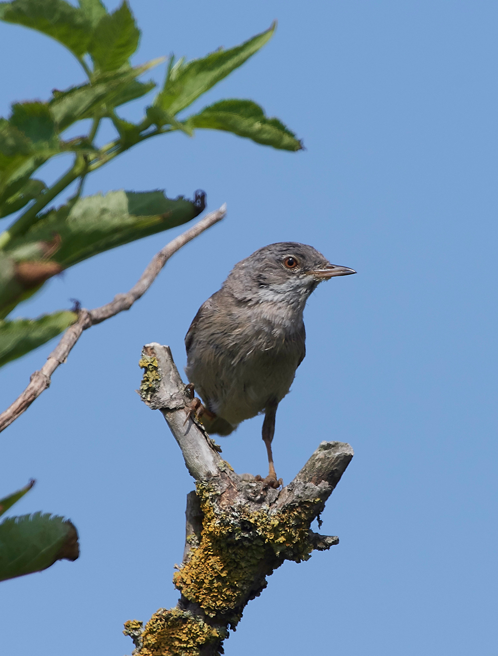 GramboroughHillWhitethroat080718-1