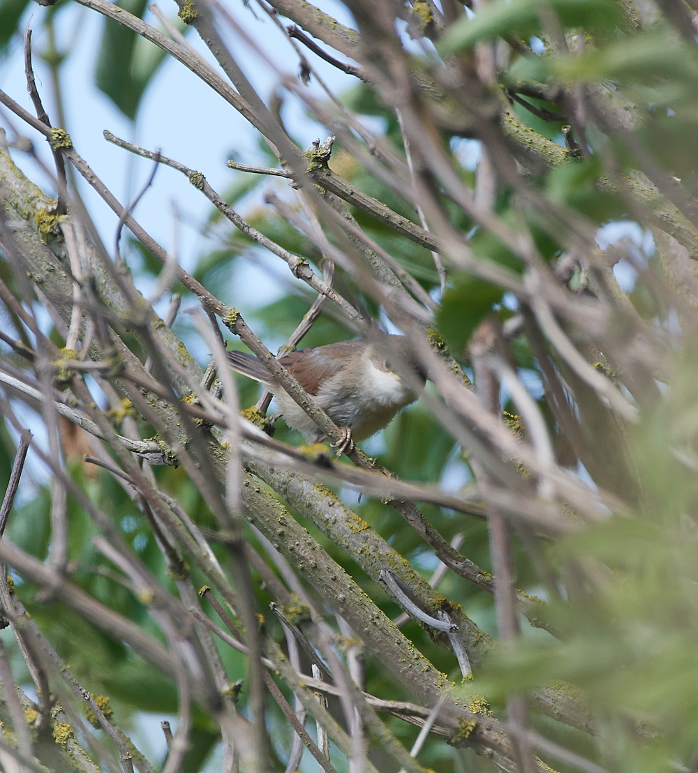 GramboroughHillWhitethroat080718-10