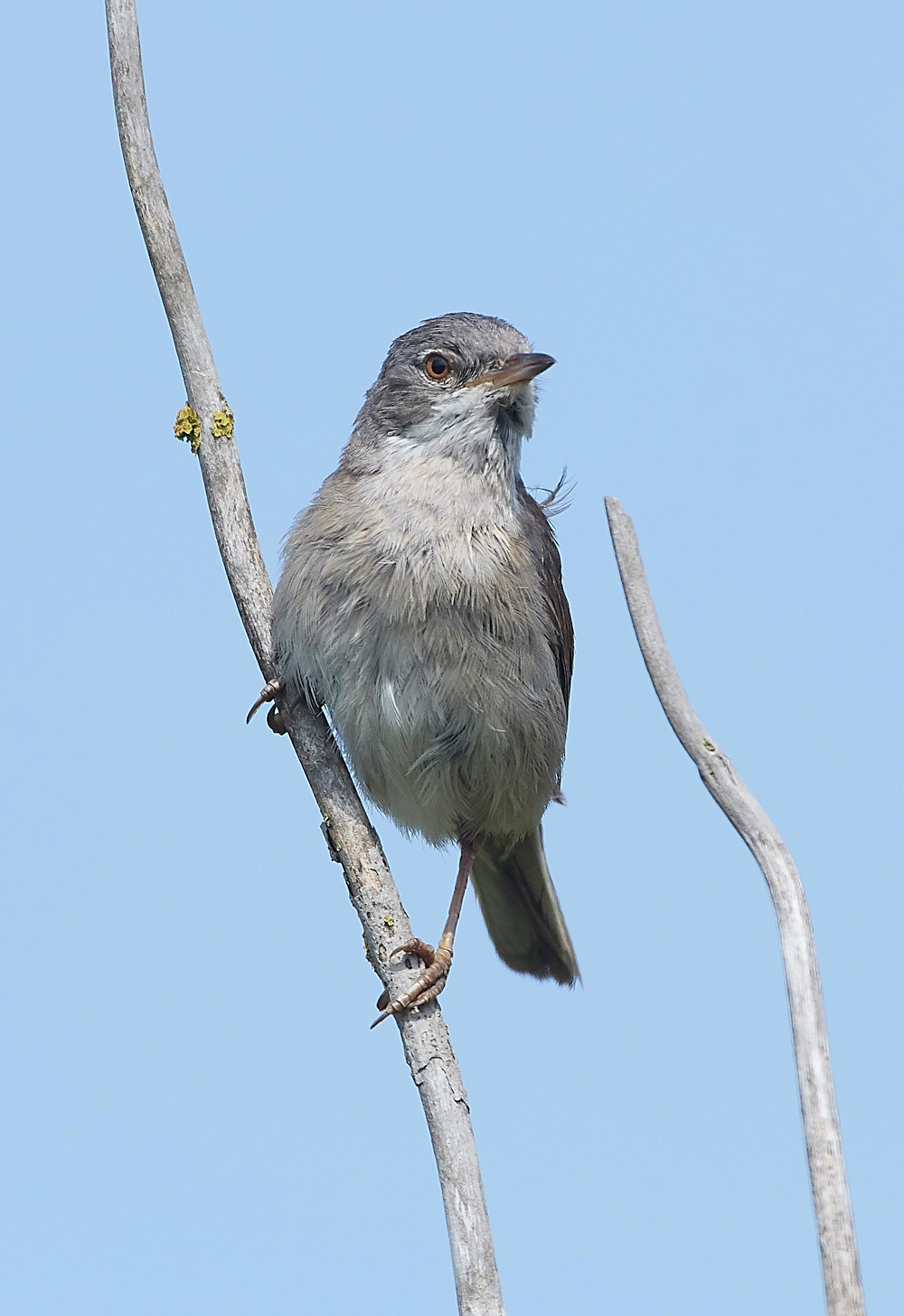 GramboroughHillWhitethroat080718-2