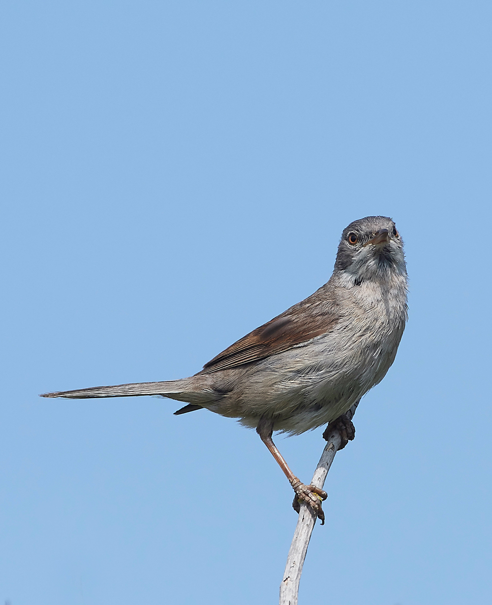GramboroughHillWhitethroat080718-3