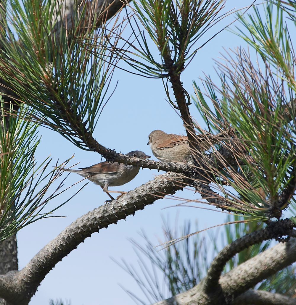 GramboroughHillWhitethroat080718-4