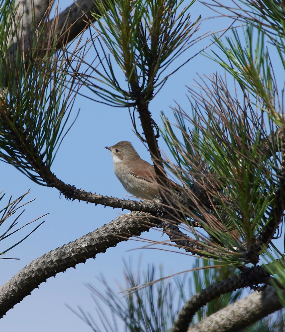 GramboroughHillWhitethroat080718-5