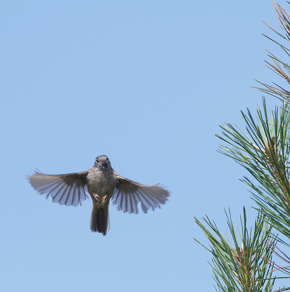 GramboroughHillWhitethroat080718-6